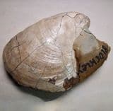 JURASSIC BIVALVE (BOTH VALVES)  -  190 million years old  -  Gloucestershire