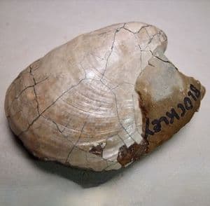 JURASSIC BIVALVE (BOTH VALVES)  -  190 million years old  -  Gloucestershire
