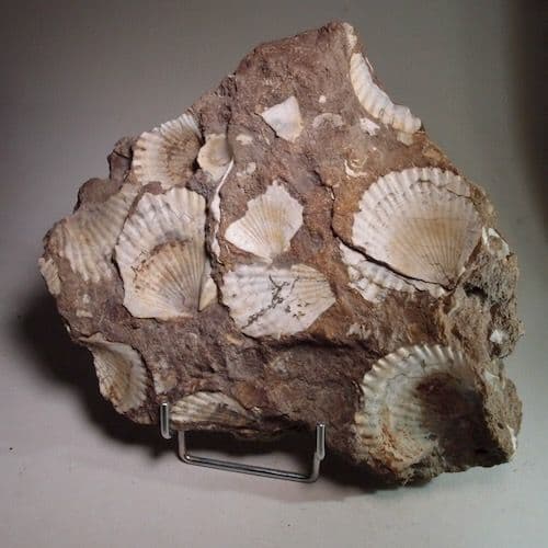JURASSIC BIVALVES - 180 million years old - Scunthorpe Lincolnshire
