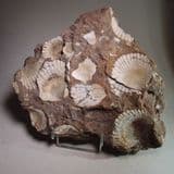 JURASSIC BIVALVES - 180 million years old - Scunthorpe, Lincolnshire