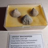 JURASSIC BRACHIOPODS - 170 million years old - Oxfordshire