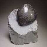 JURASSIC CLAM - 190 million years old - Charmouth, Dorset