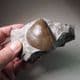 JURASSIC CLAM  -  190 million years old - Southam,  Warwickshire