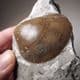 JURASSIC CLAM  -  190 million years old - Southam,  Warwickshire