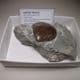 JURASSIC CLAM  -  190 million years old - Southam,  Warwickshire