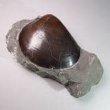 JURASSIC CLAM - South Wales