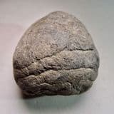 JURASSIC COPROLITE - 190 million years old - Lyme Regis, Dorset