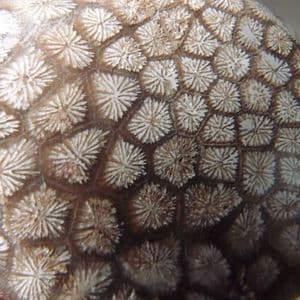 JURASSIC CORAL - Tisbury, Wiltshire