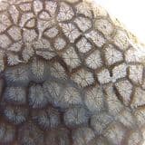 JURASSIC CORAL - Tisbury, Wiltshire