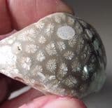 JURASSIC CORAL - Tisbury, Wiltshire