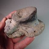JURASSIC CROCODILE VERTEBRA WITH TOOTH MARKS - 160 million years old - Peterborough