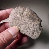 JURASSIC DINOSAUR BONE - 155 million years old - Utah, USA