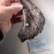 JURASSIC DINOSAUR BONE  (ALLOSAURUS)  -  150 million years old  -  Wyoming, USA