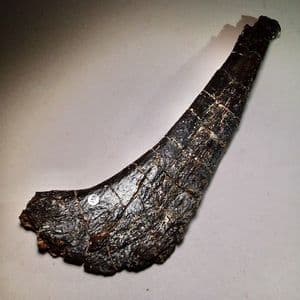 JURASSIC DINOSAUR BONE  (ALLOSAURUS)  -  150 million years old  -  Wyoming, USA