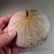 JURASSIC ECHINOID (SEA URCHIN)  - 170 million years old  -  Stow-on-the-Wold, Glos