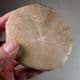 JURASSIC ECHINOID (SEA URCHIN)  - 170 million years old  -  Stow-on-the-Wold, Glos