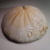 JURASSIC ECHINOID (SEA URCHIN) - 170 million years old - Stow-on-the-Wold, Glos