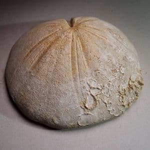 JURASSIC ECHINOID (SEA URCHIN) - 170 million years old - Stow-on-the-Wold, Glos