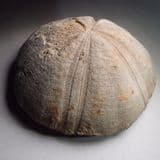 JURASSIC ECHINOID (SEA URCHIN) - 170 million years old - Stow-on-the-Wold, Gloucestershire