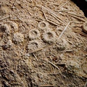 JURASSIC ECHINOID (SEA URCHIN) 'MORTALITY PLATE' -  165 million years old -  France