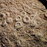 JURASSIC ECHINOID (SEA URCHIN) 'MORTALITY PLATE' - 165 million years old - France