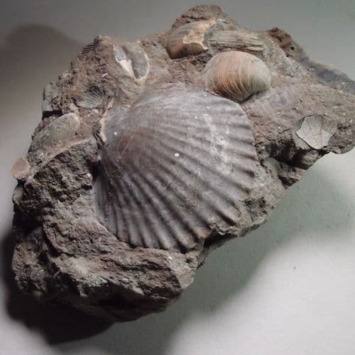 JURASSIC FOSSIL BIVALVES - 190 million years old - Gloucestershire