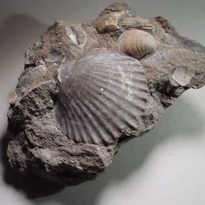 JURASSIC FOSSIL BIVALVES - 190 million years old - Gloucestershire