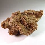 JURASSIC FOSSIL CORAL - 158 million years old - Steeple Ashton, Wiltshire