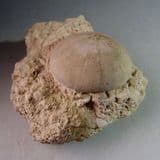 JURASSIC FOSSIL ECHINOID - Cambridgeshire