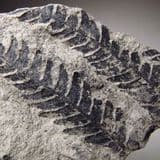 JURASSIC FOSSIL PLANT - 165 million years old - Yorkshire