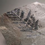 JURASSIC FOSSIL PLANT - 170 million years old - Yorkshire