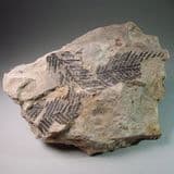 JURASSIC FOSSIL PLANTS - 170 million years old - Yorkshire