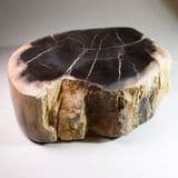 JURASSIC FOSSIL WOOD - cut and polished section through log - Wiltshire