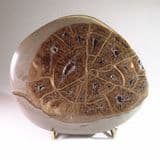 JURASSIC FOSSILISED WOOD - Charmouth, Dorset