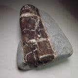 JURASSIC FOSSILISED WOOD - Charmouth, Dorset