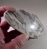 JURASSIC FOSSILISED WOOD (cut and polished cobble) - Isle of Portland, Dorset