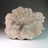 JURASSIC FOSSILISED WOOD - Portland, Dorset