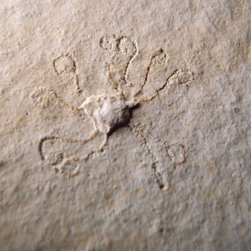 JURASSIC FREE-FLOATING CRINOID - 150 million years old - Solnhofen Germany