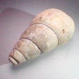 JURASSIC GASTROPOD - 155 million years old - Malton, Yorkshire