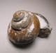 JURASSIC GASTROPOD  -  190 million years old  -  Gloucestershire