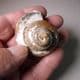 JURASSIC GASTROPOD  -  190 million years old  -  Gloucestershire