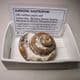 JURASSIC GASTROPOD  -  190 million years old  -  Gloucestershire