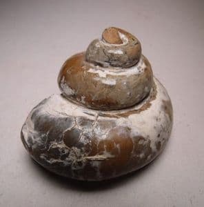 JURASSIC GASTROPOD - 190 million years old - Gloucestershire