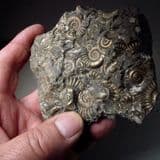 JURASSIC 'GOLDEN' AMMONITE CLUSTER - 190 million years old - Charmouth, Dorset
