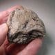 JURASSIC ICHTHYOSAUR COPROLITE WITH FISH SCALES -  190 million years old  - Lyme Regis, Dorset