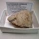 JURASSIC ICHTHYOSAUR COPROLITE WITH FISH SCALES -  190 million years old  - Lyme Regis, Dorset
