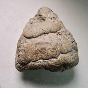 JURASSIC ICHTHYOSAUR COPROLITE WITH FISH SCALES -  190 million years old  - Lyme Regis, Dorset