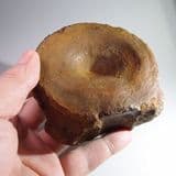 JURASSIC ICHTHYOSAUR VERTEBRA - 155 million years old - Abingdon, Oxfordshire