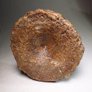 JURASSIC ICHTHYOSAUR VERTEBRA - Kimmeridge Clay - 155 million years old -  Weymouth, Dorset