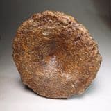 JURASSIC ICHTHYOSAUR VERTEBRA - Kimmeridge Clay - 155 million years old - Weymouth, Dorset
